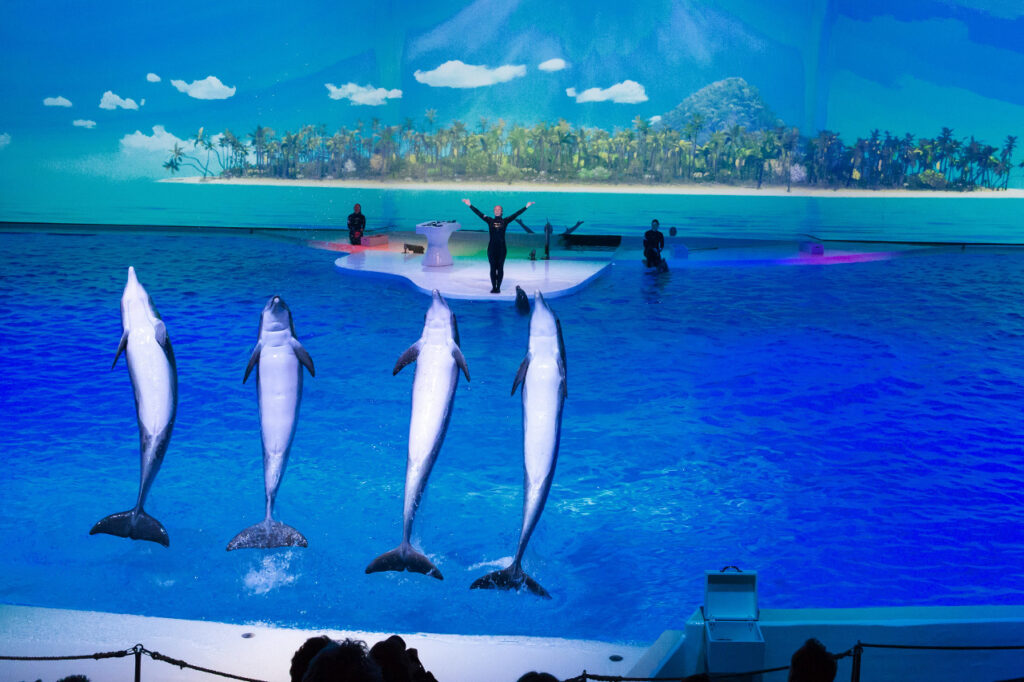 Väderstad delfinshow SpmO Riksmöte 2019